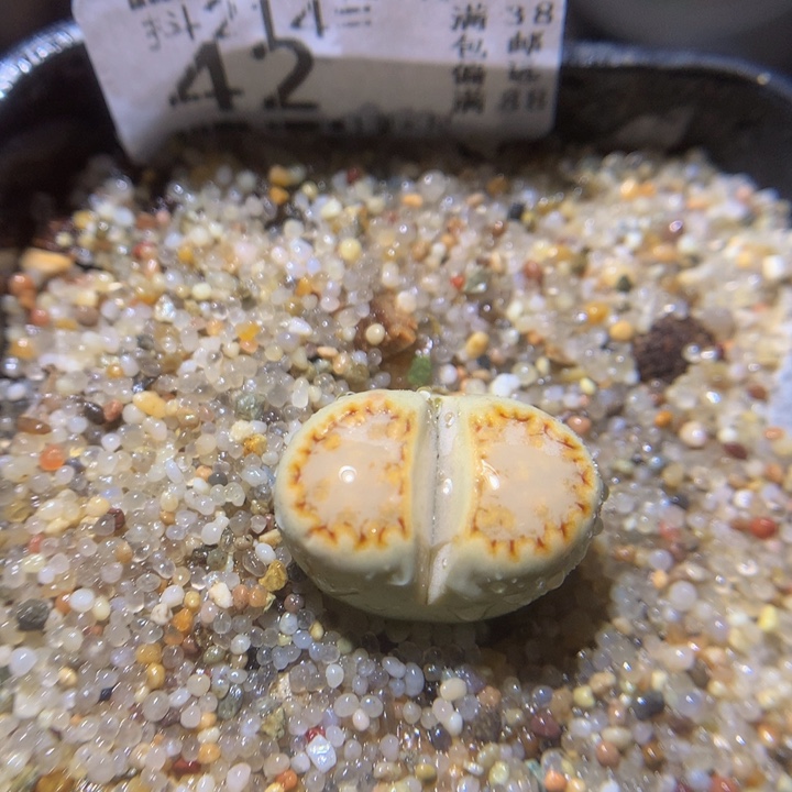 精品生石花214.42