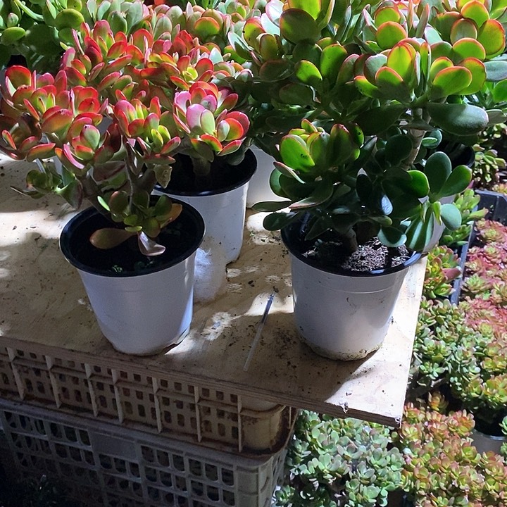 杨晓晓多肉红金花月