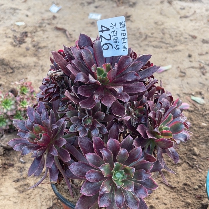 426蒙娜丽莎手捧2法师