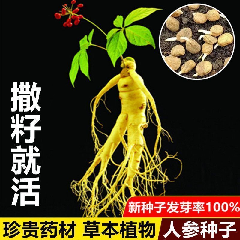 长白山人参种子一年四季种植盆栽东北西洋参种子草本植物药材种子
