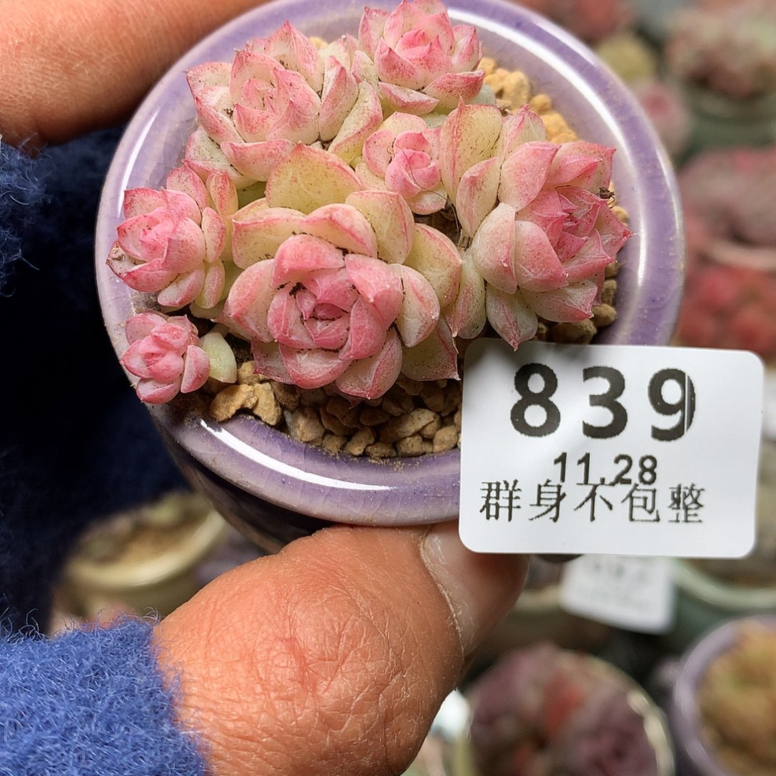 精控拇指盆11.28839