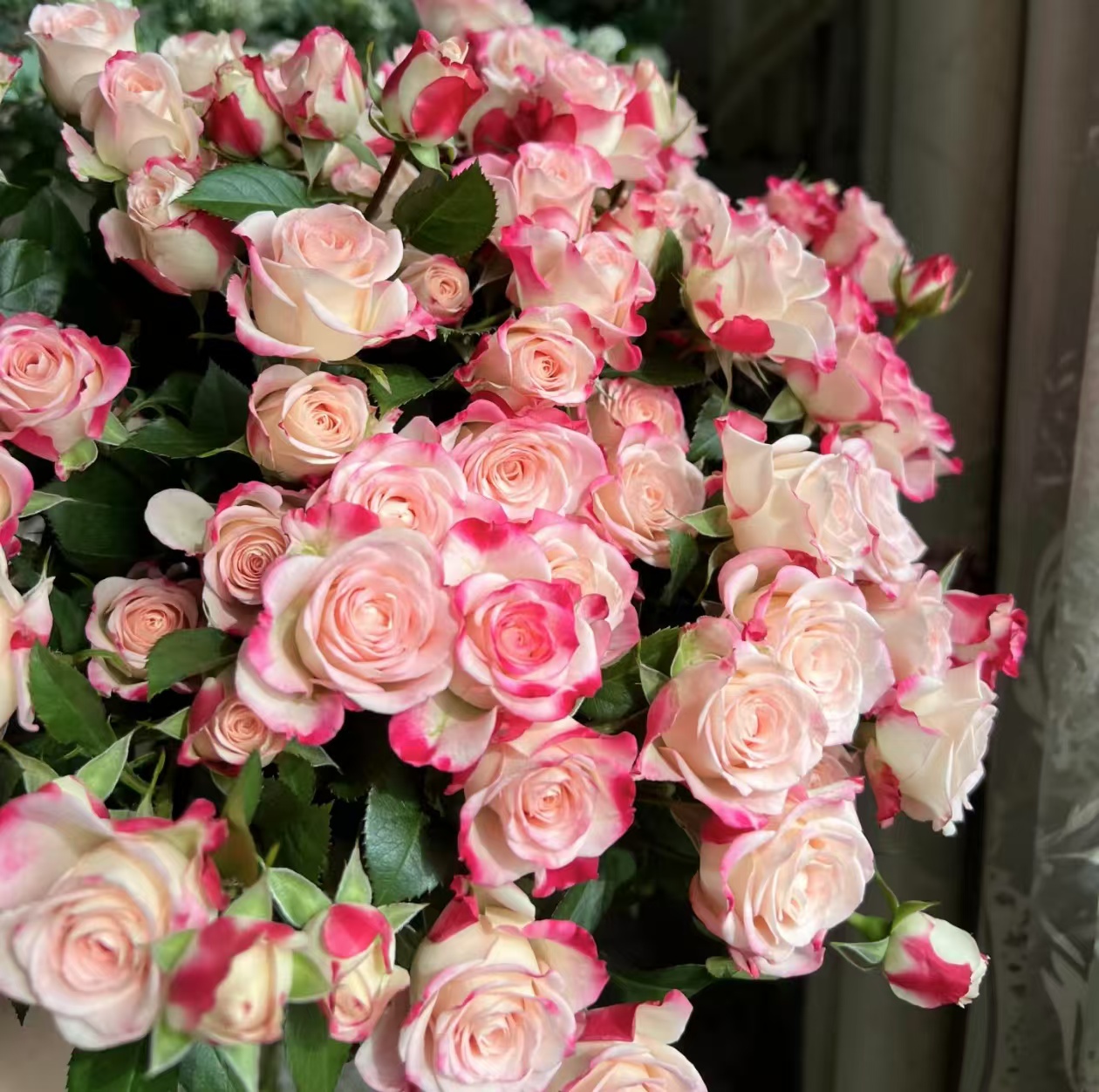 【折射泡泡独颗】大苗多头粉白色渐变抗热抗晒好养护月季盆栽