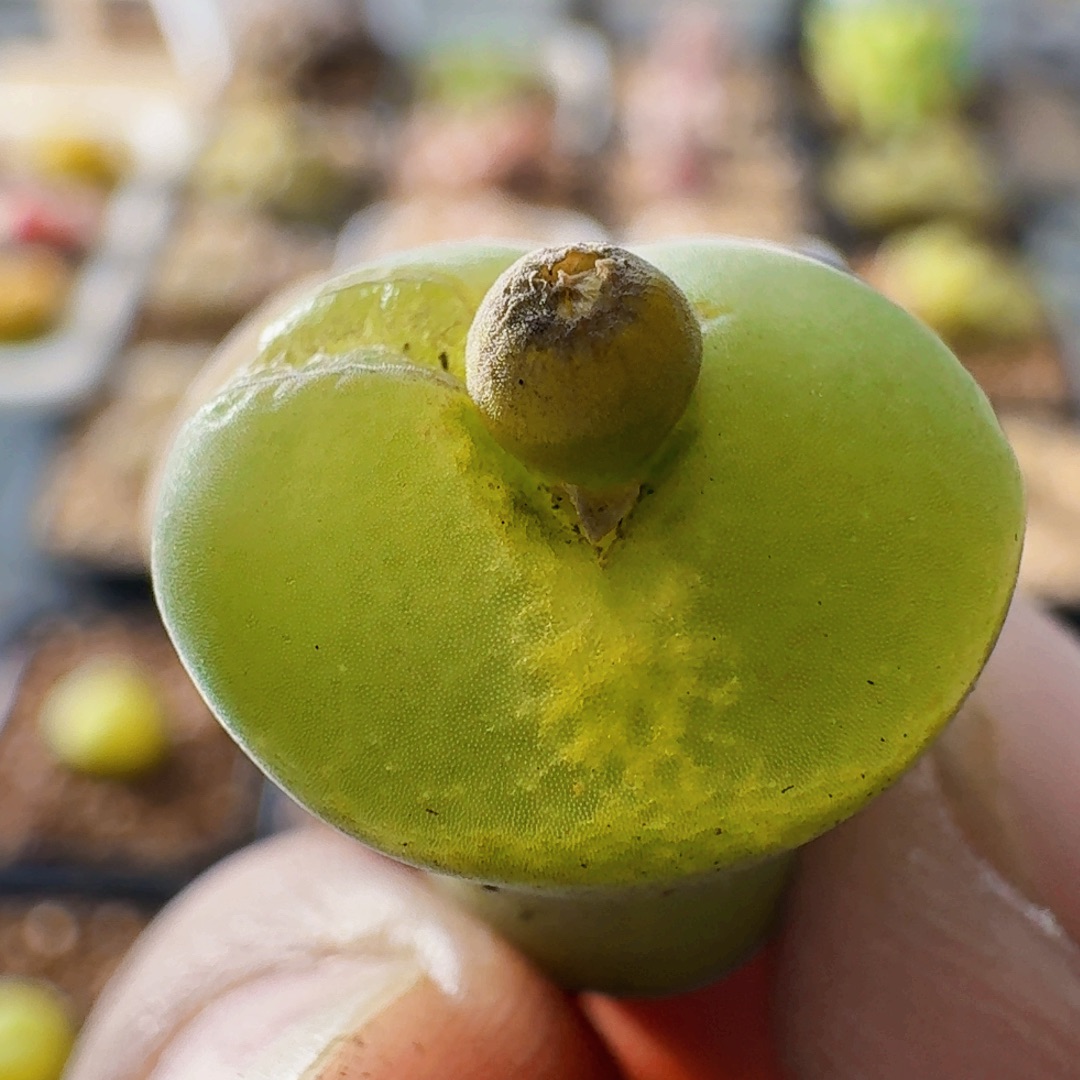 3269粉女风铃玉肉锥植物