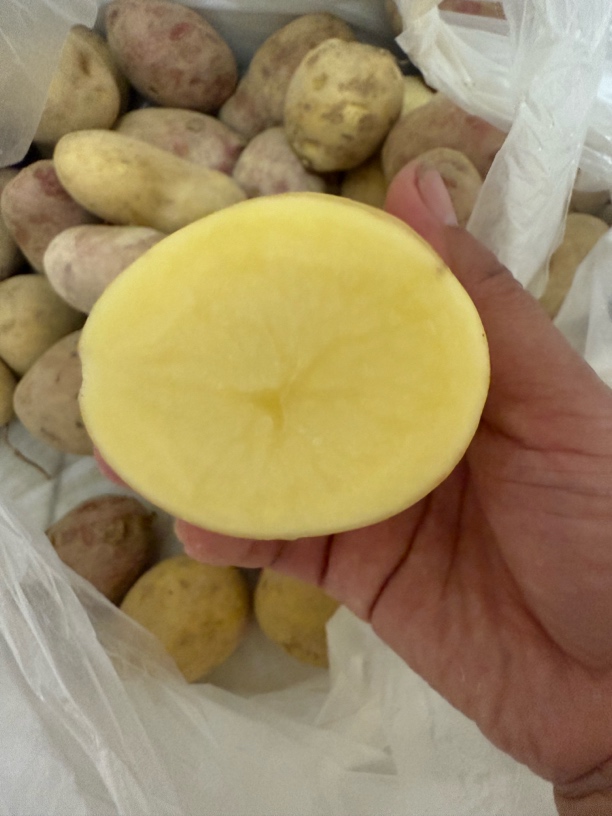 贵州农特产品土豆