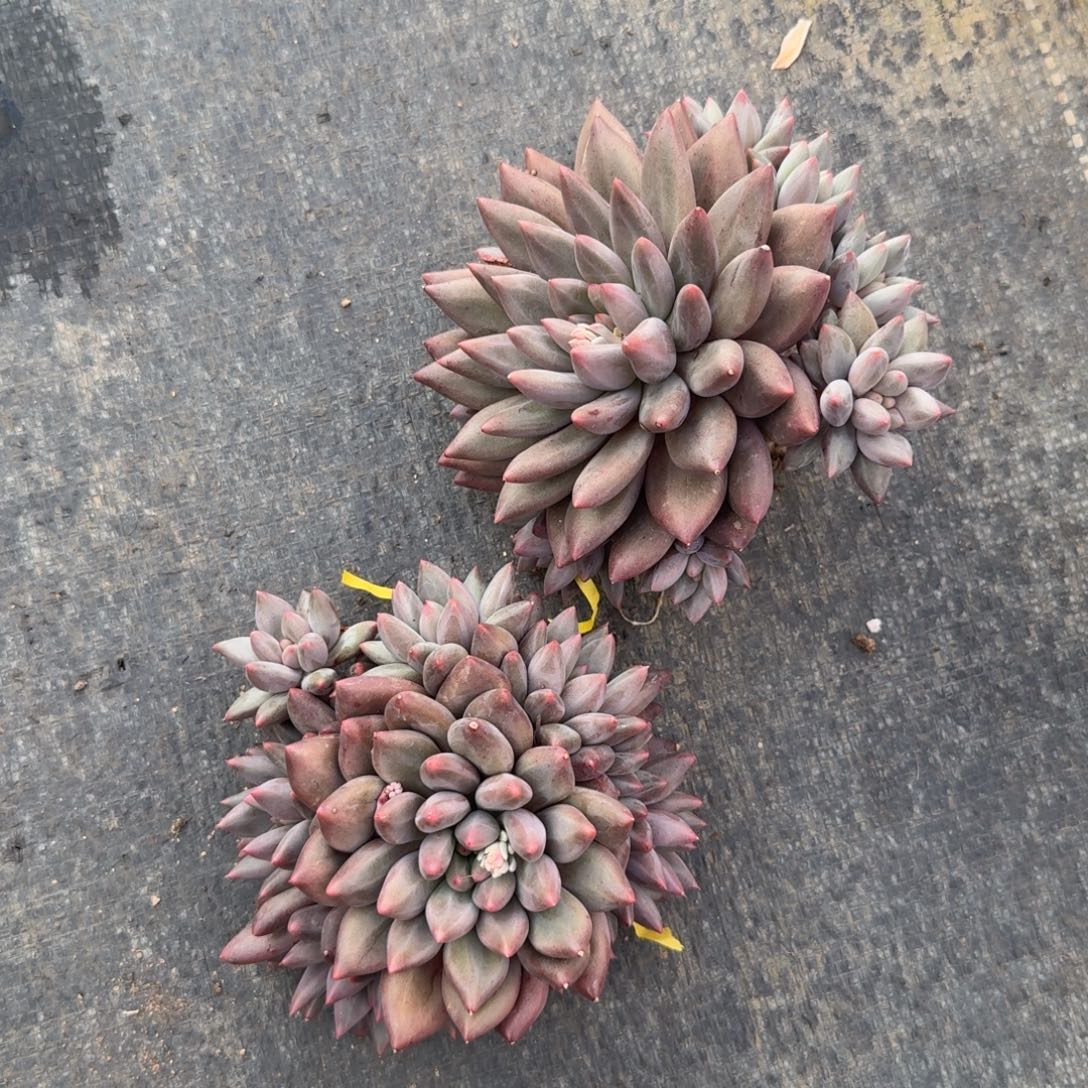 奶***鱿一物一拍11-28捧花红蜻蜓2颗