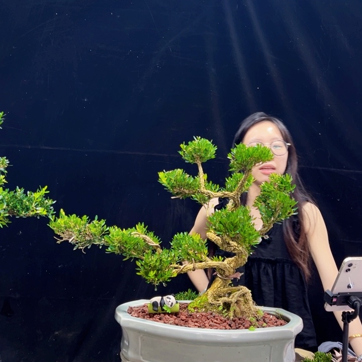 无花朵黄杨盆景四季常宜