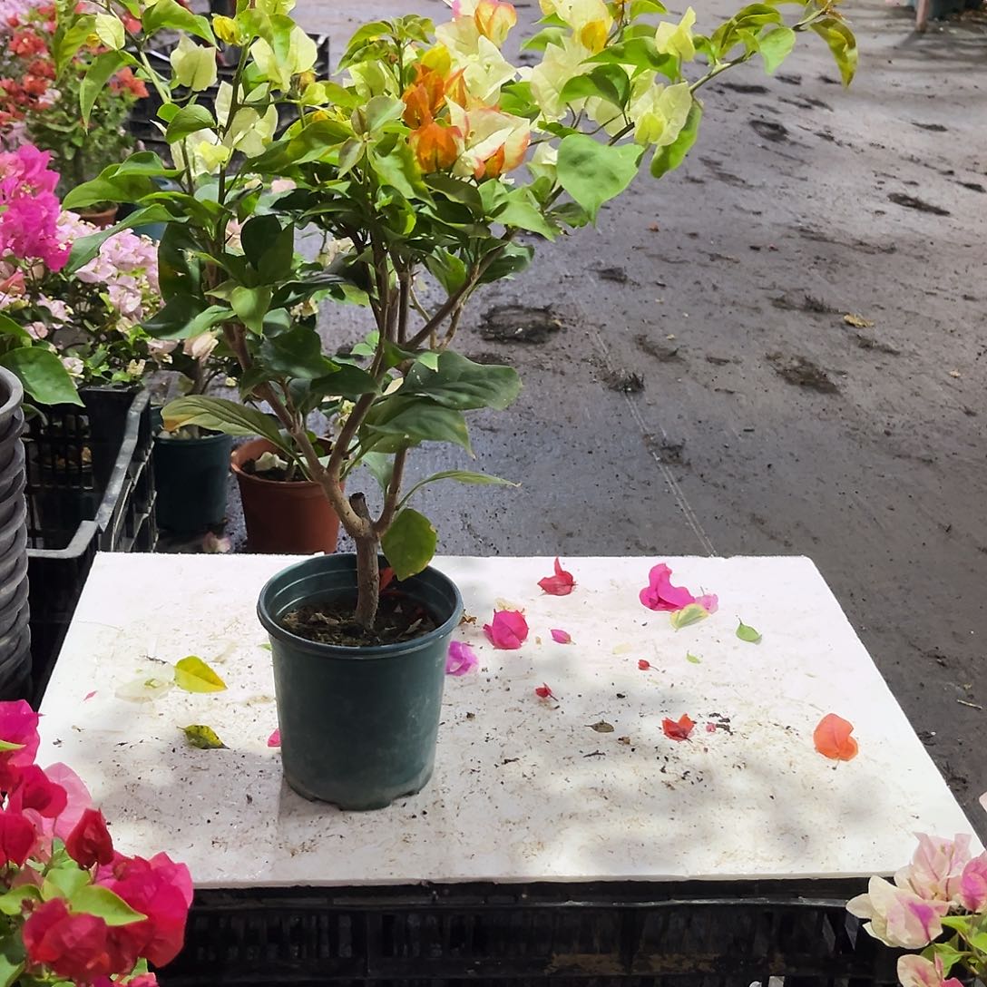 完全开放浅彩虹掌中宝一颗