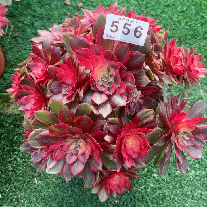 完全开放556黑魔锦法师