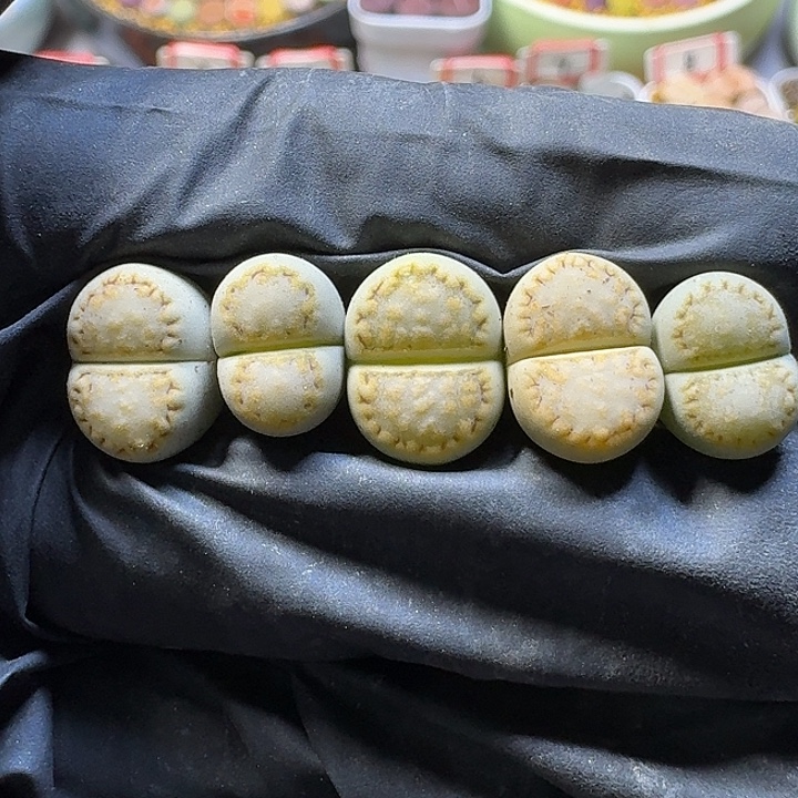 大***钟生石花1111111。   161