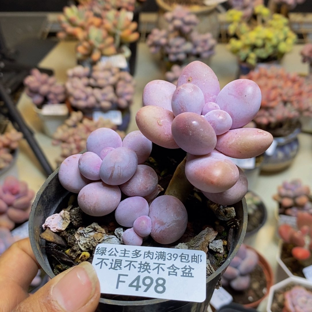 498芭比奶多肉7c m