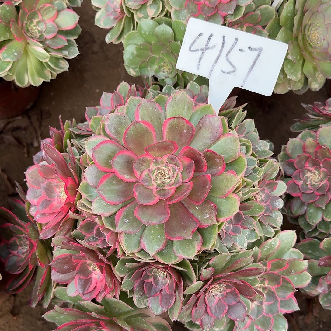 4157粉花夭多肉法师多肉