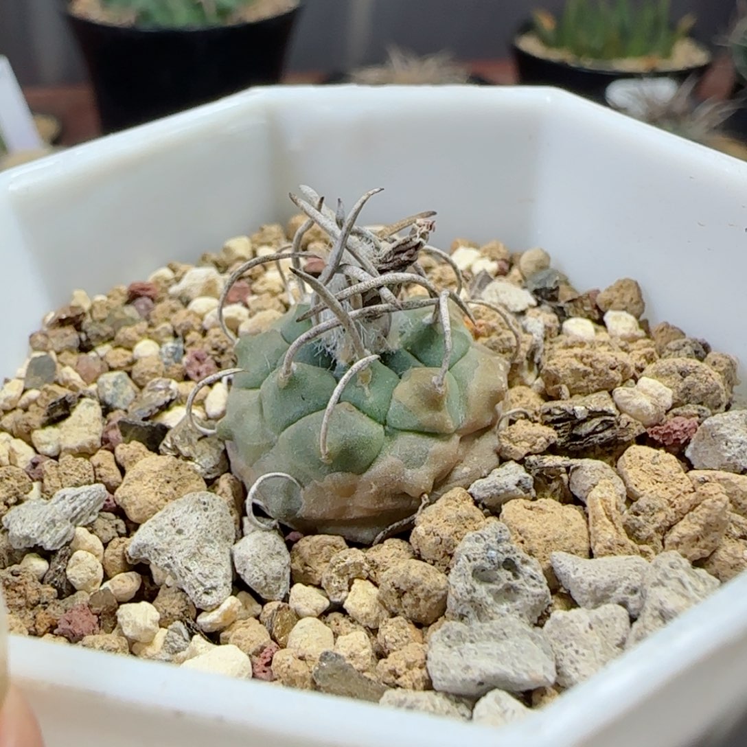 小****?A165实生升云龙多肉