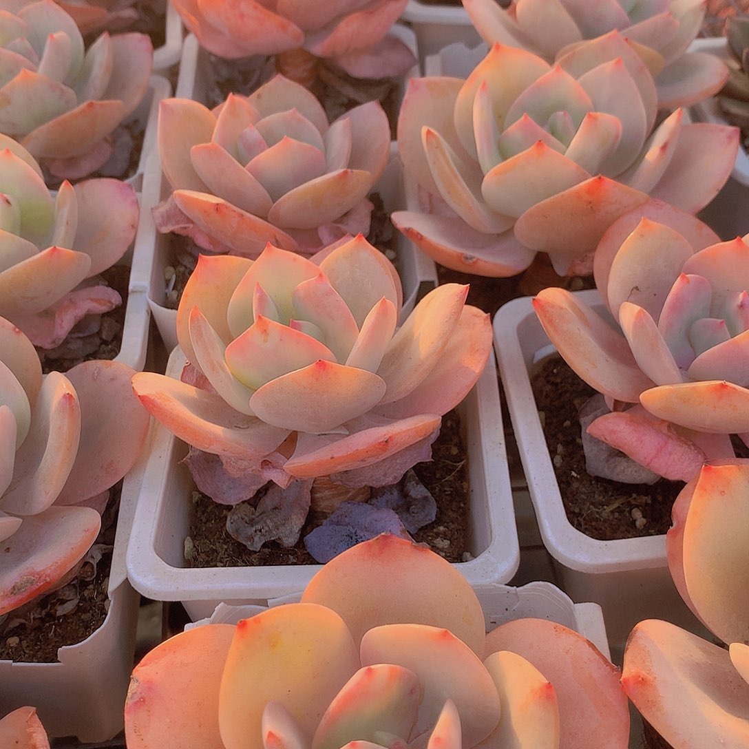 老庄洛神4567899000000