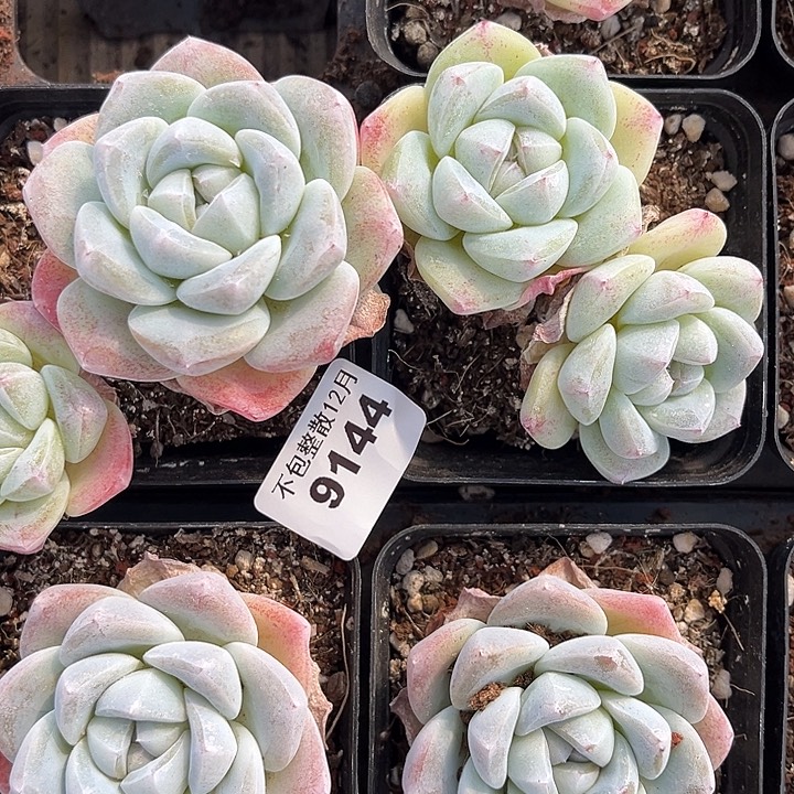 阿雅园艺。       9144两颗