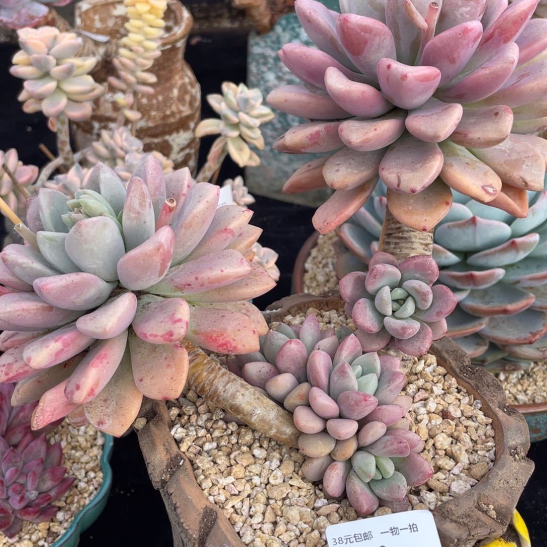 589花斑鹿群生多肉植物老桩