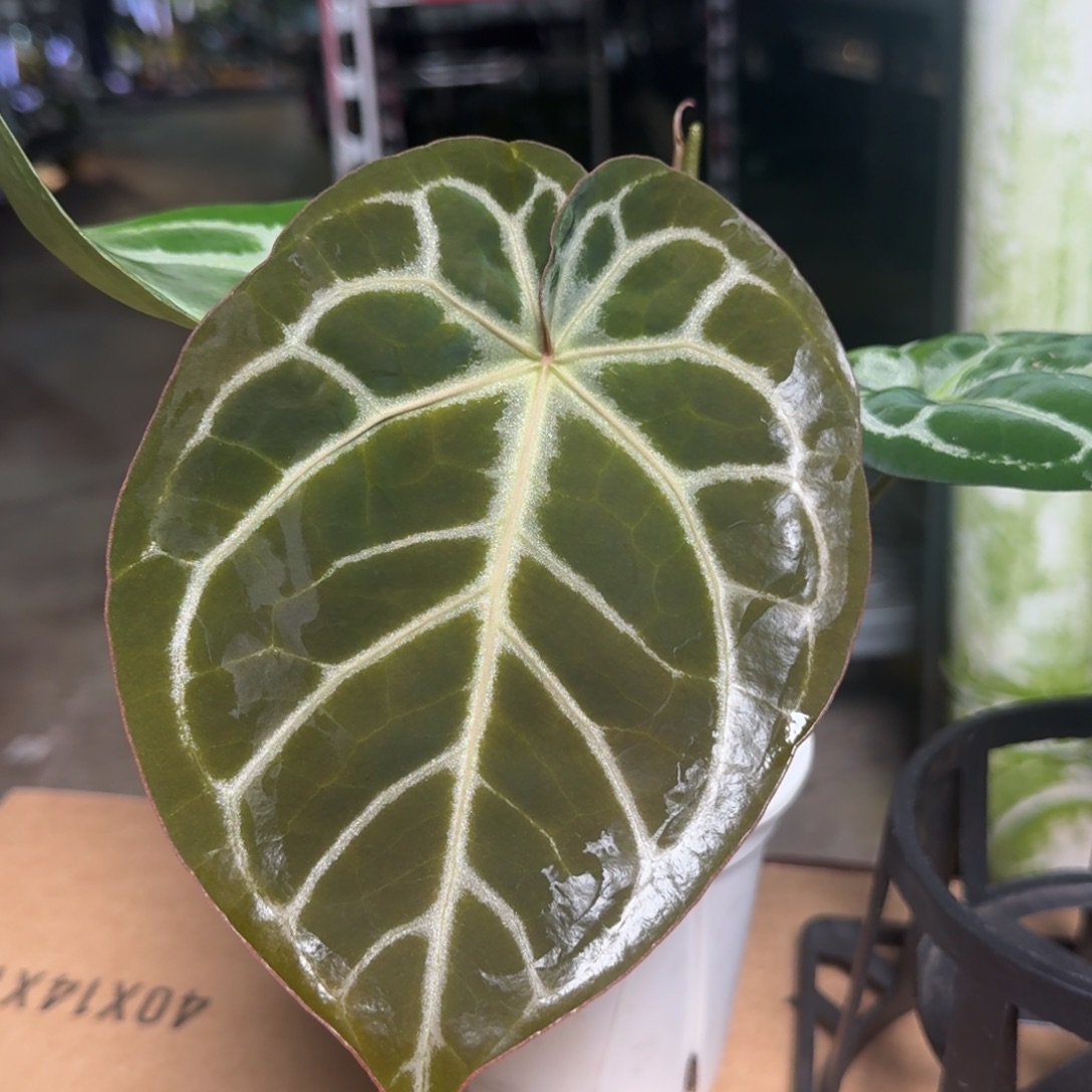 完全开放D108粉脉水晶杂极致铜锣烧