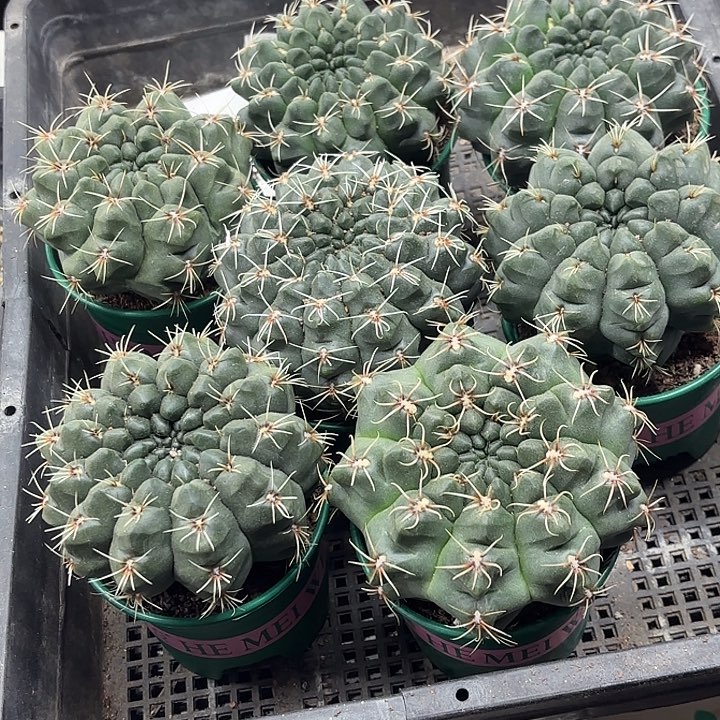 绯花玉加仑盆随机一盆浮力