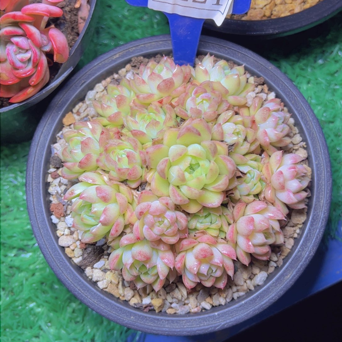 依*贝女王2221多肉植物