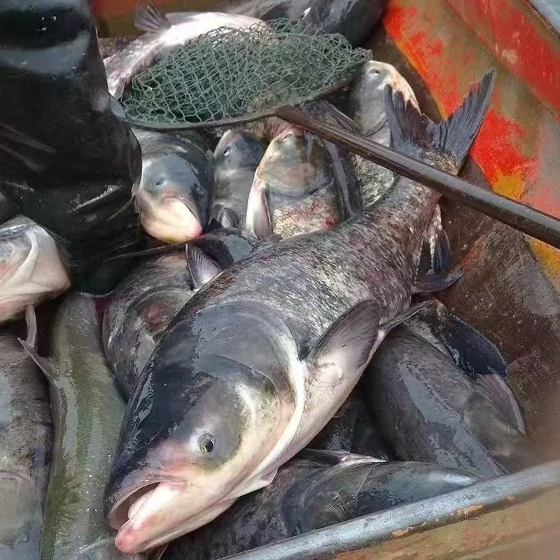 顺丰包邮花莲白莲现场称重15