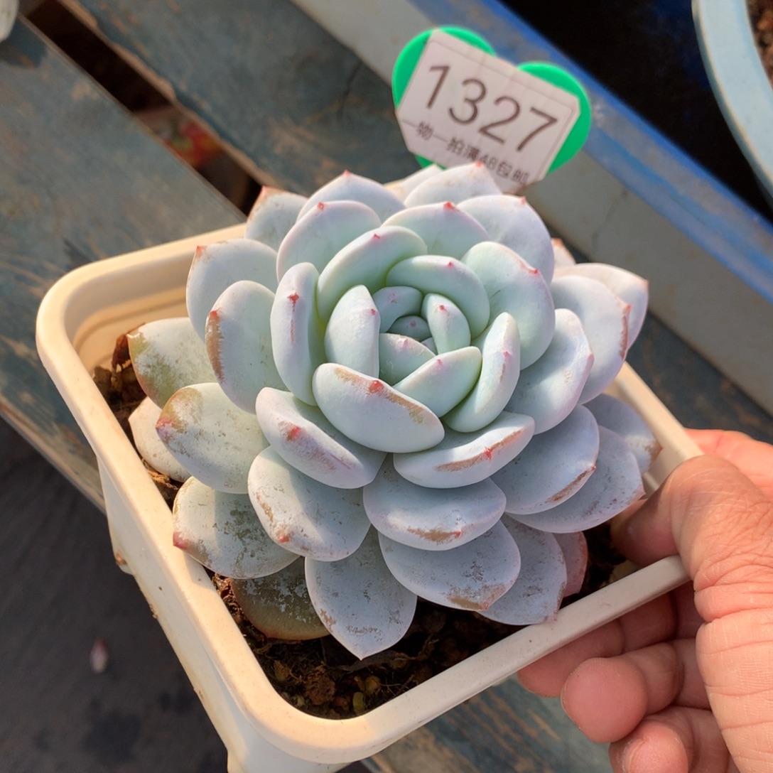 奶盖多肉开播福利