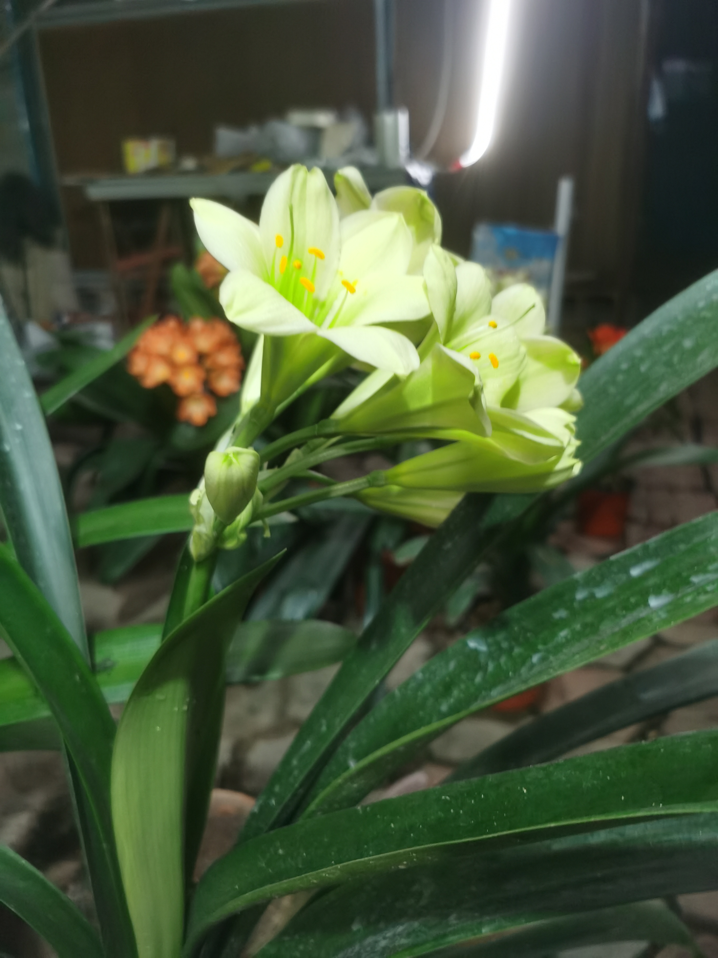 绿花君子兰苗精品高端绿植花卉观赏植物室内盆栽