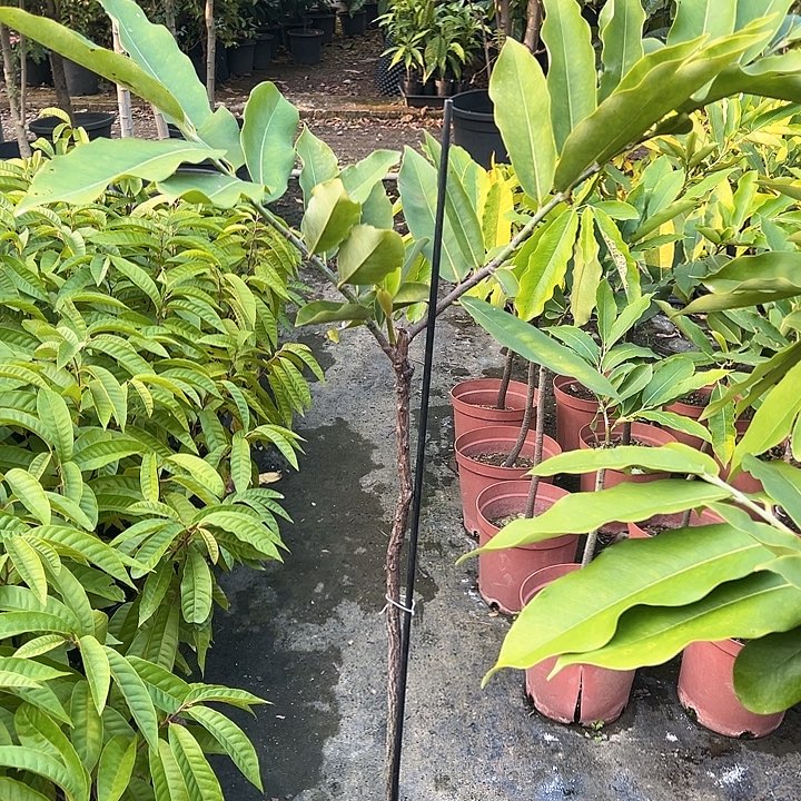 好***来天使14798447963356777