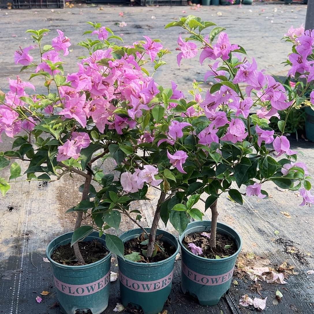 大部分花苞少量开放巴西紫掌中宝一颗