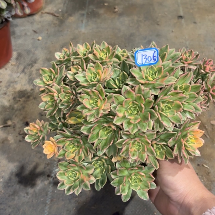 甜茶1306一物一拍法师多肉