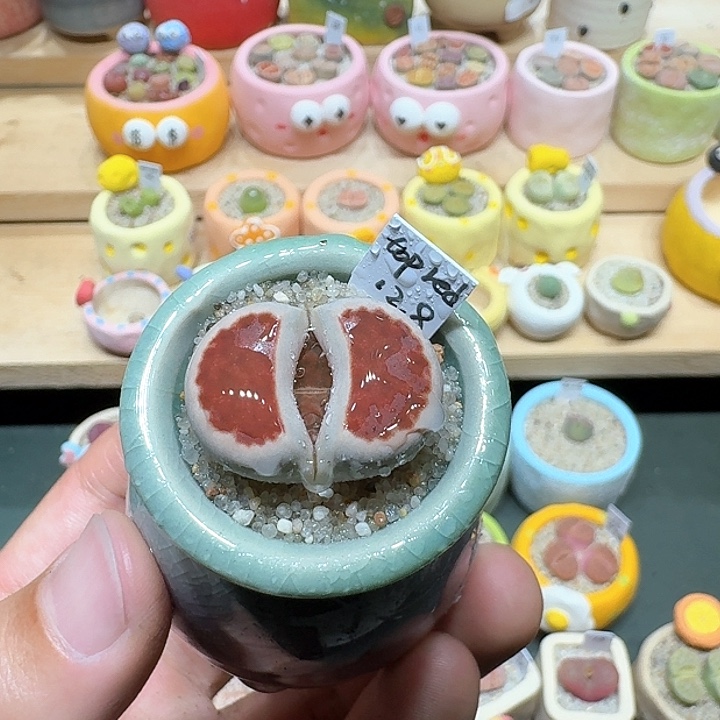 红陶蘑菇487topred