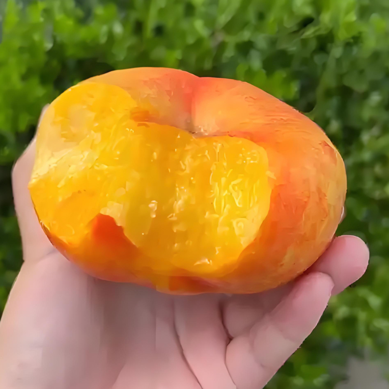 6-21蟠桃树苗 七月初成熟 4-6两 糖度14-16 丰产 成熟挂树长达3周