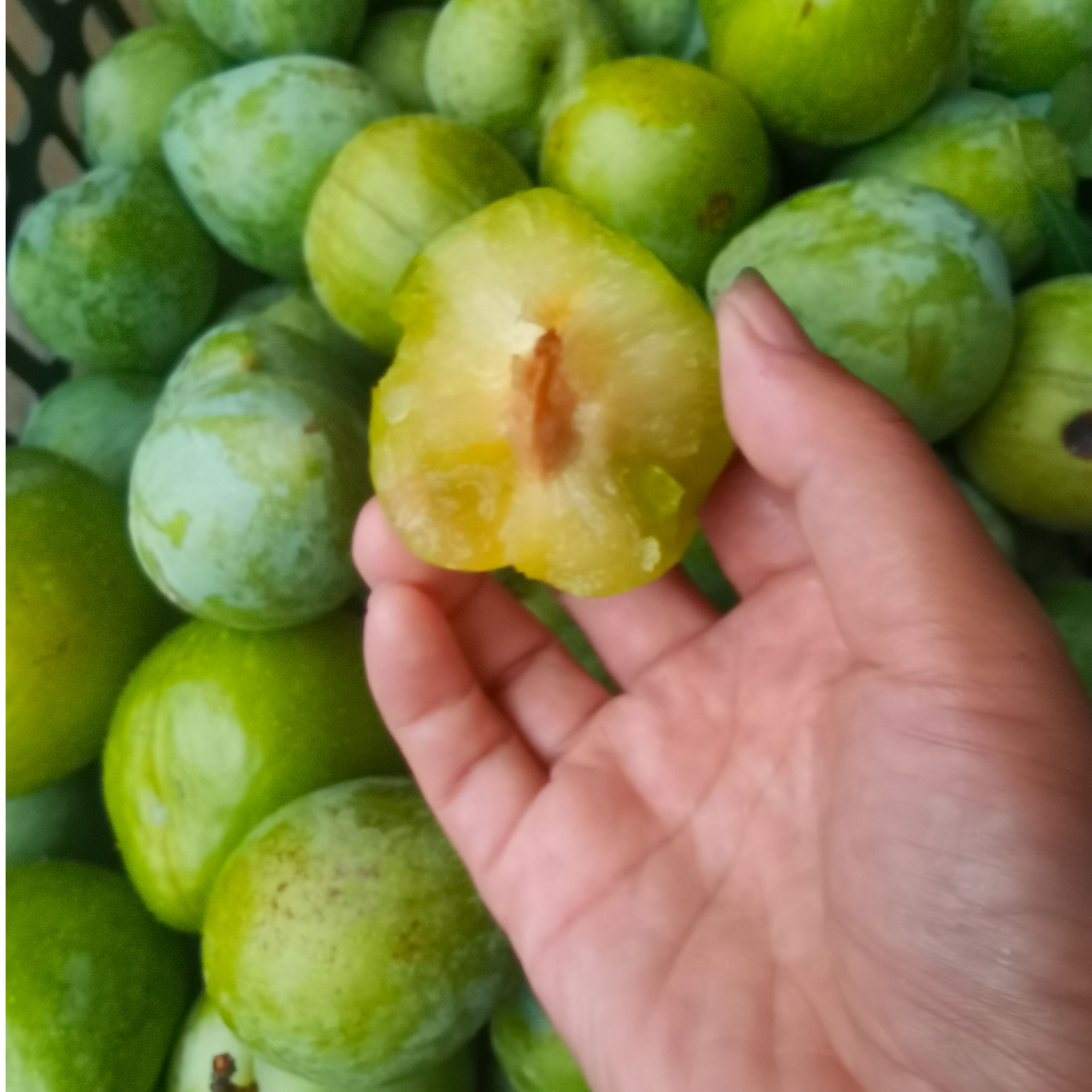 吉安高山青奈李 新鲜采摘现摘现发 脆甜多汁当季水果