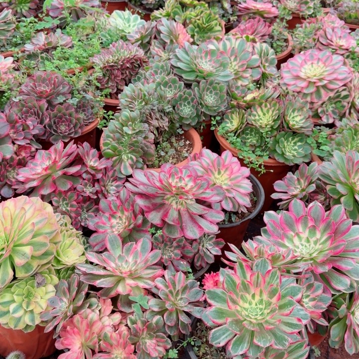 不论品种手捧花发货