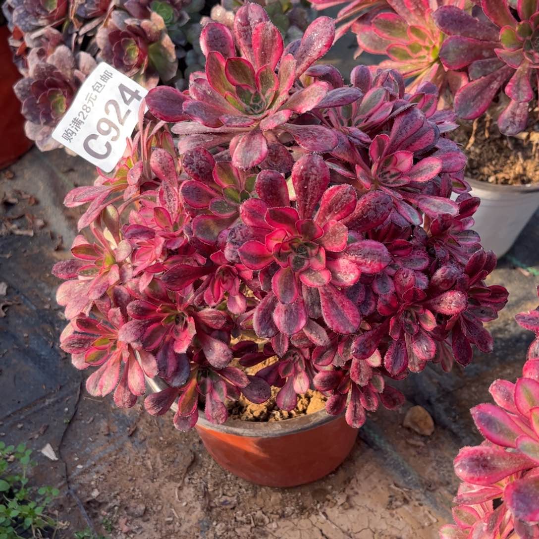 924多肉植物香奈儿花脸