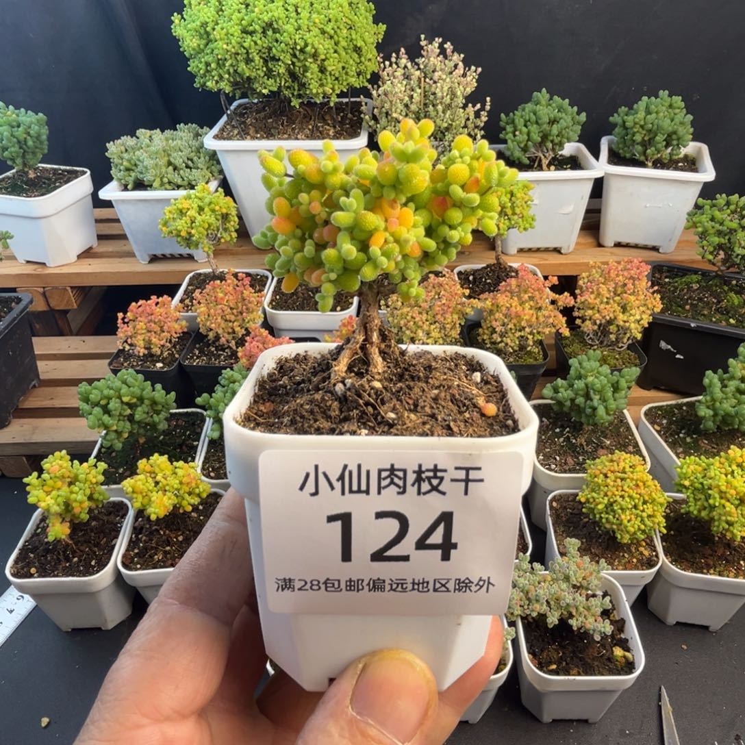 124枝干番杏小老桩金桔