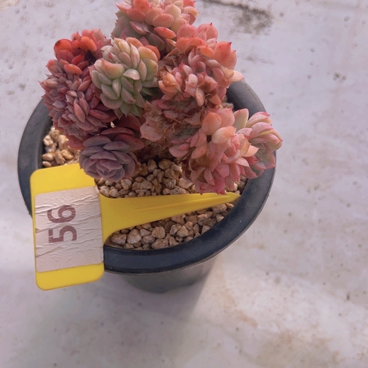 健健康康平平安安