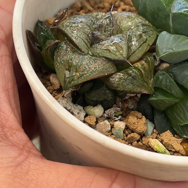 154青蟹锦发发发发发发