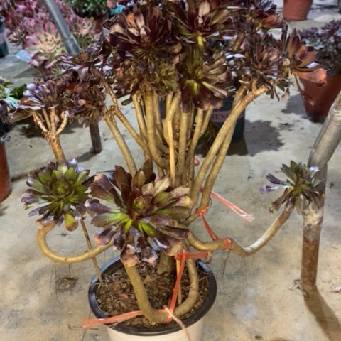 黑法妖桩断枝25多肉植物法师