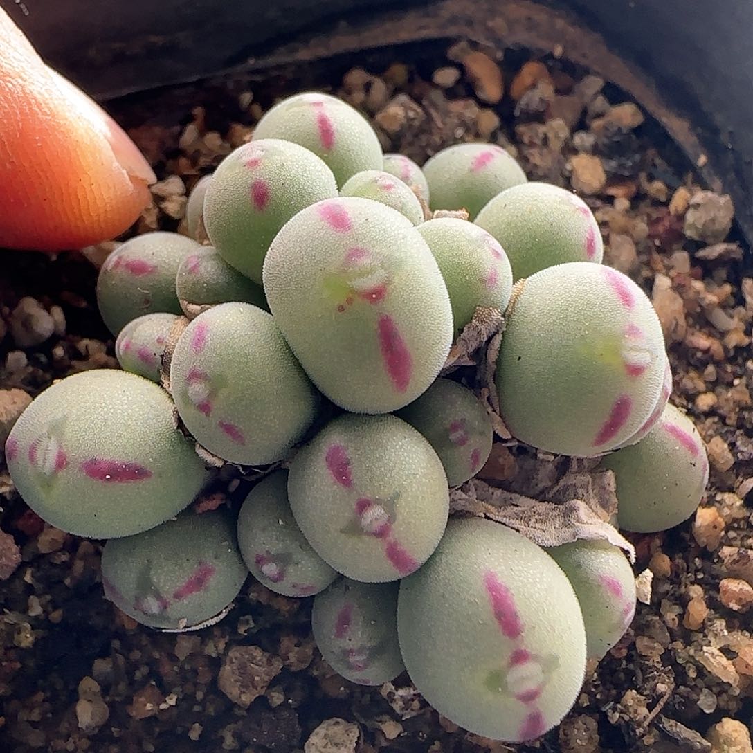 28包邮脱土发货27090