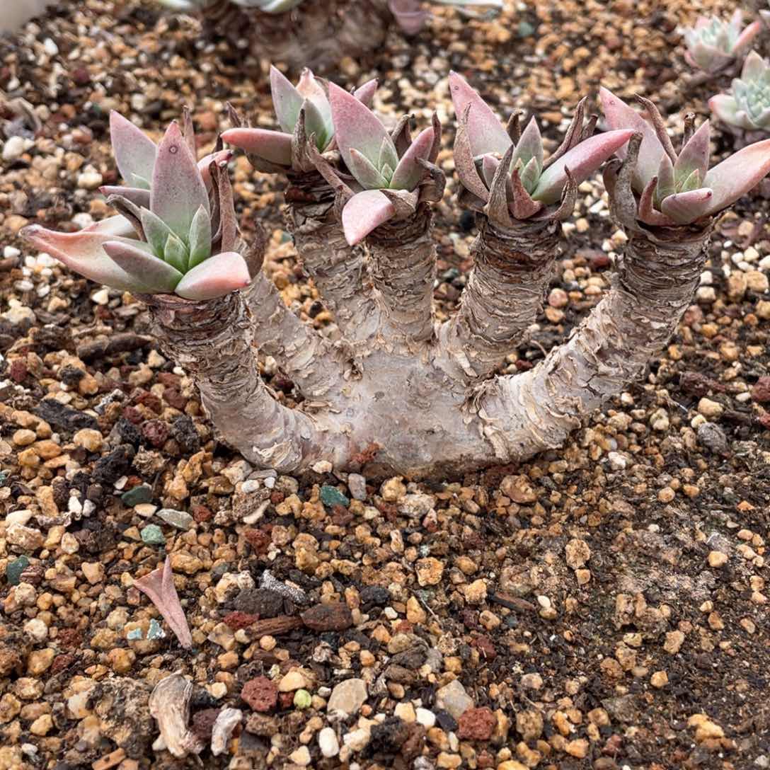 苹果叶杂交福利粗桩