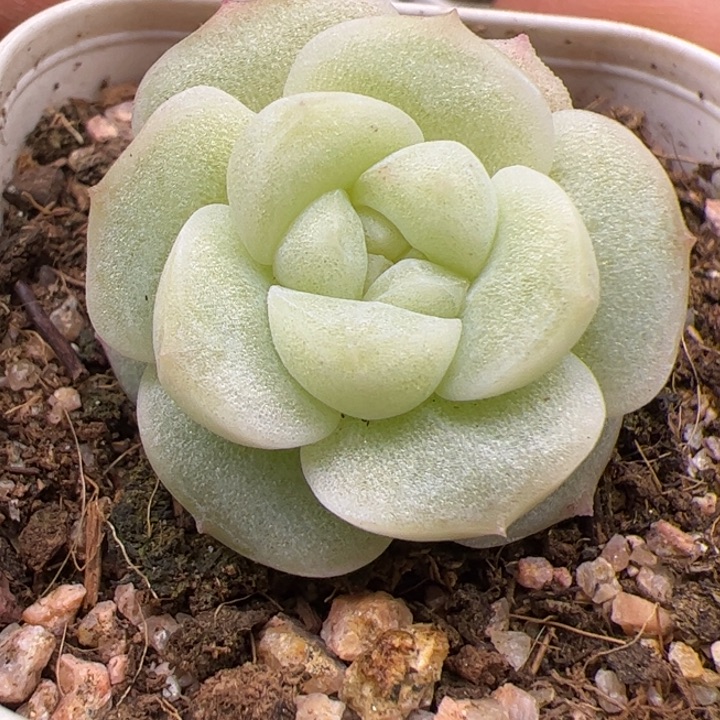 一物一拍，精品糖心，尺寸不大，介意勿拍