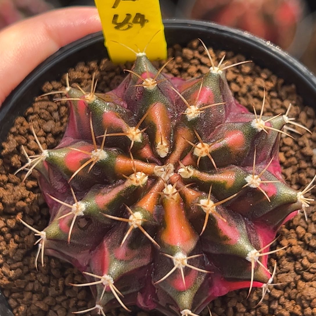 泰系实生米哈锦A84