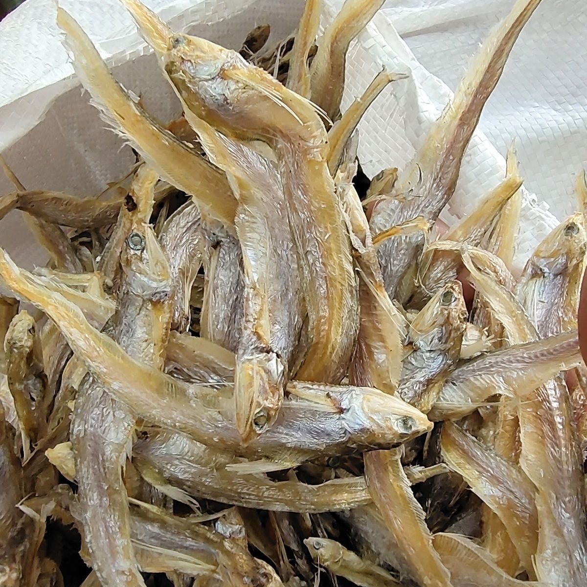 农户自晒 淡水毛鱼干