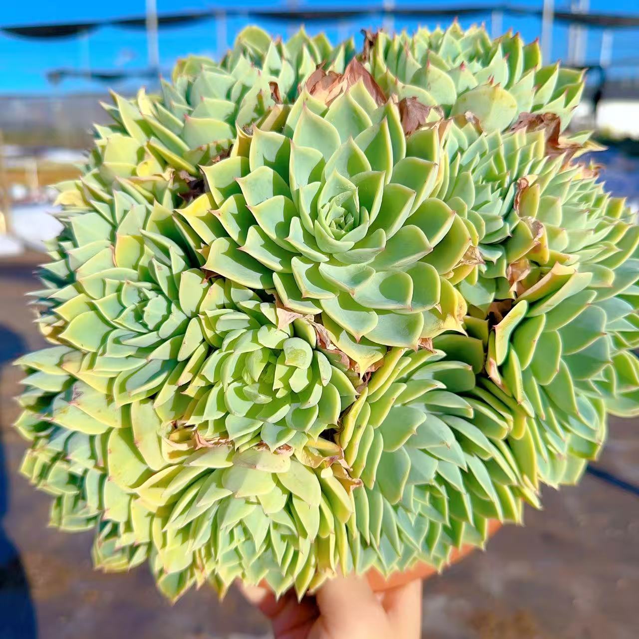 【三色堇】 多肉植物 绿植盆栽