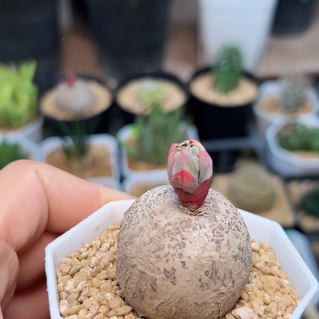 㴓***趝玫瑰大戟实生球一颗