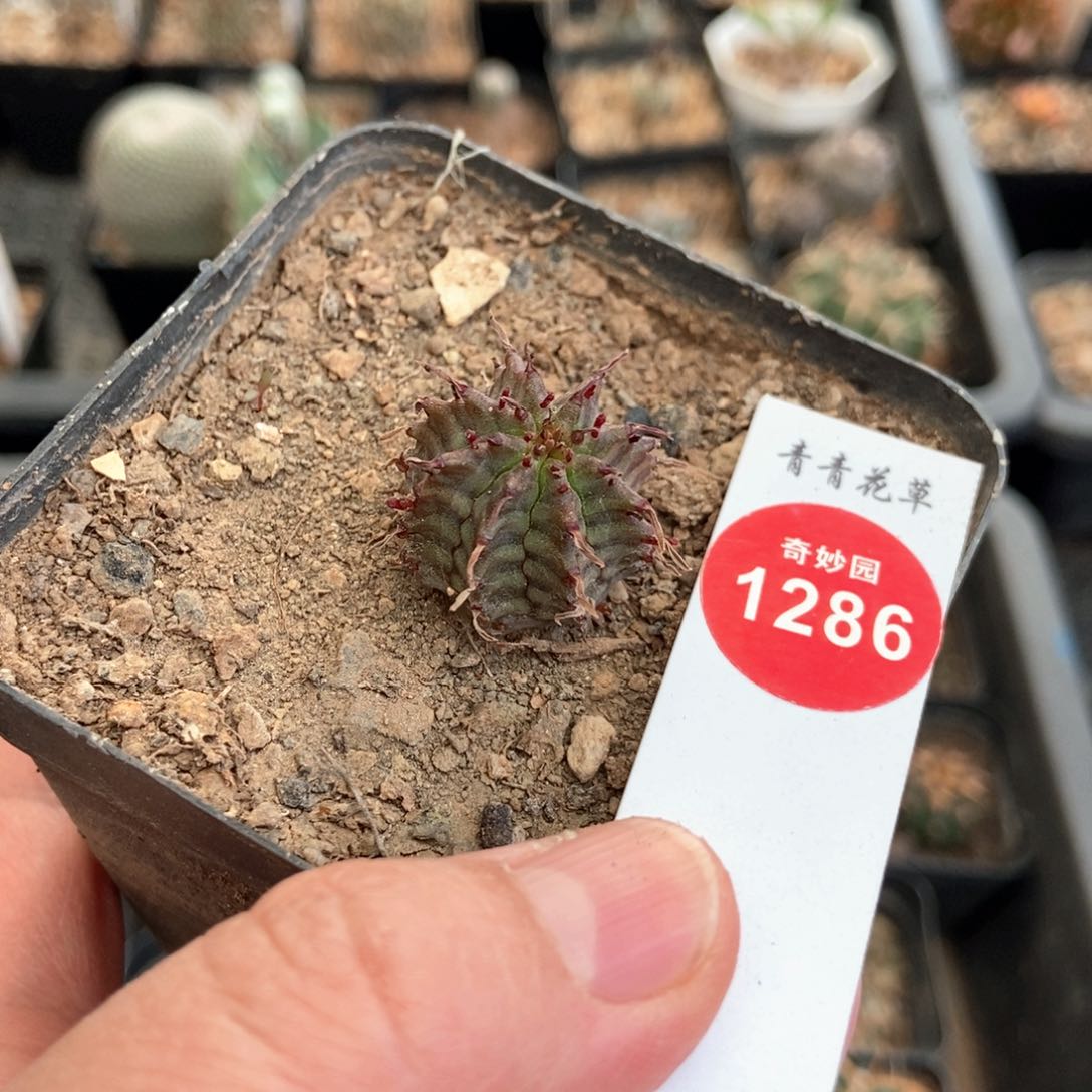 实生白肌魁伟玉2.2cm