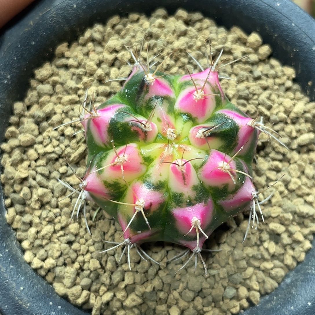 泰系名品侧，白花田