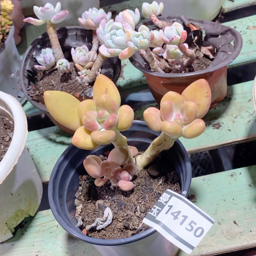 【闪购商品】多肉芒果奶14150