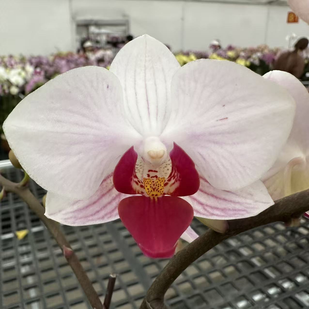 蝴蝶兰【貂蝉】高端花卉 客厅美观 基地直发