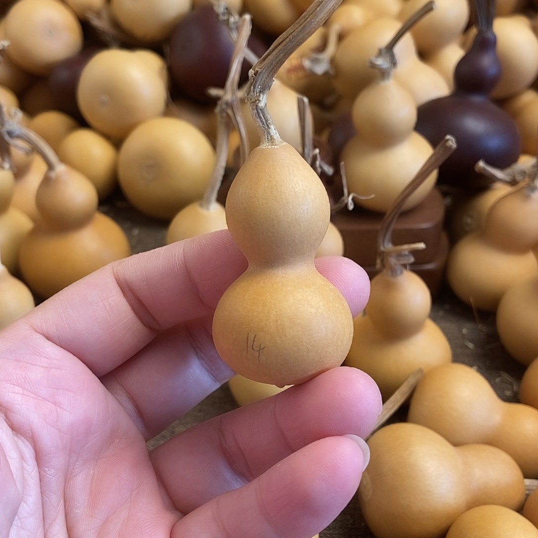 文玩葫芦 完美主义者 慎拍14