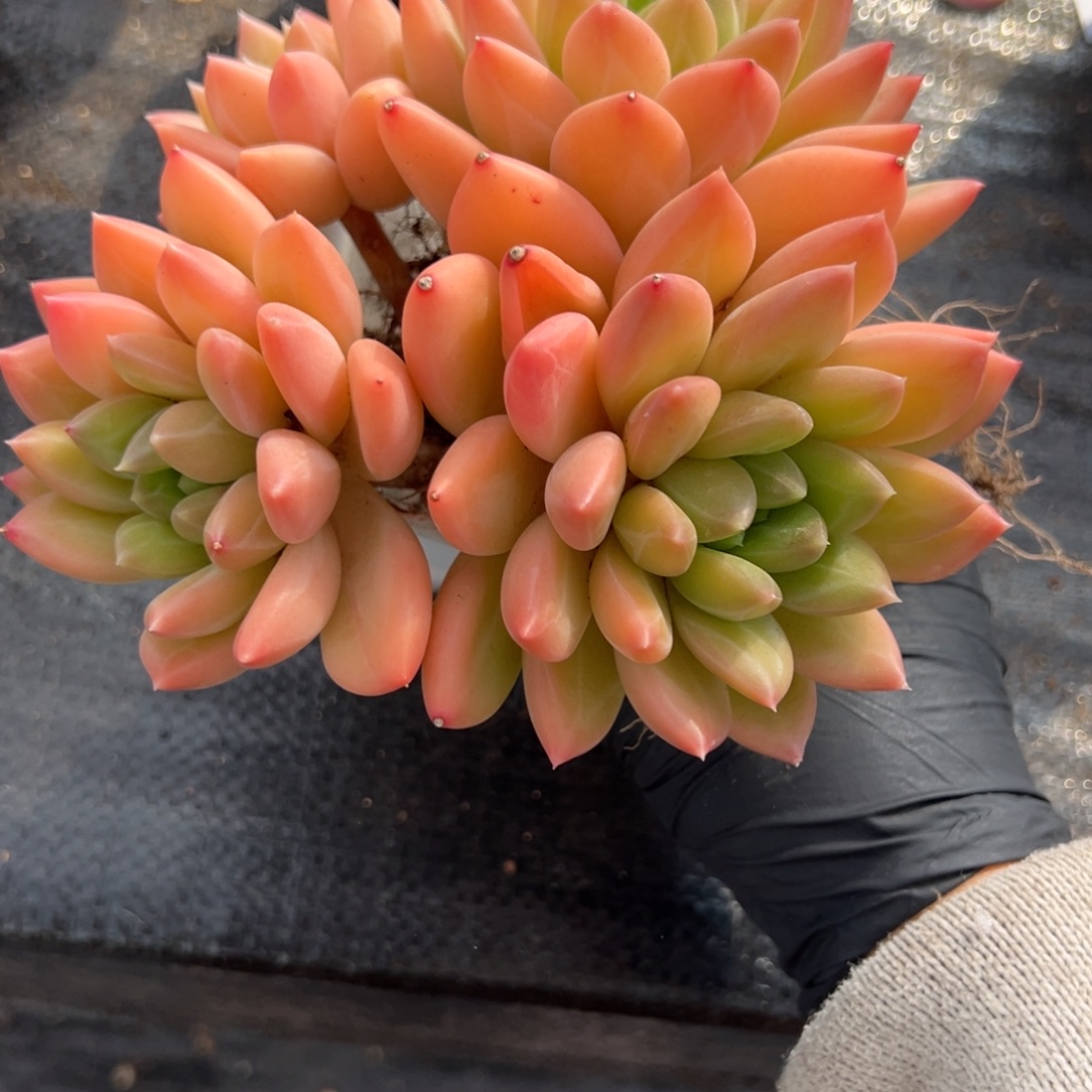 *****美人一物一拍多肉